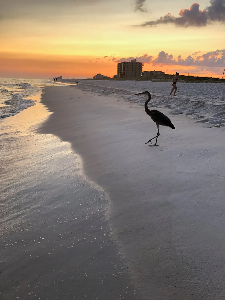 Escambia County beach at Sunset with Heron | Emerald Coast Air Conditioning & Heating | AirConditiongRepairPensacola.com